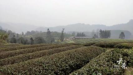 內(nèi)江威遠(yuǎn)萬(wàn)畝茶園吐新芽 茶農(nóng)采茶迎豐收，農(nóng)副產(chǎn)品銷(xiāo)售新篇章